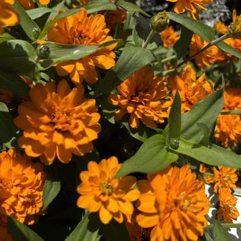 Zinnia marylandica Double Zahara™ '' (273265)