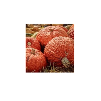 Cucurbita maxima 'Red Warty Thing' 