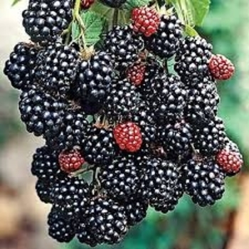 Rubus 'Prime-Ark® 45' PP22449