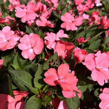 Impatiens 'XL Salmon Glow' 