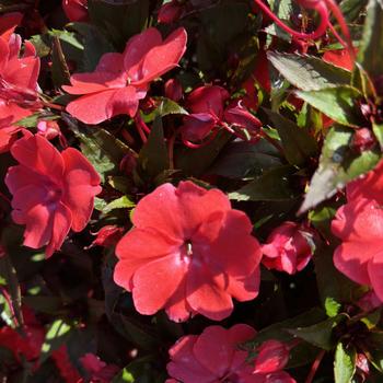 Impatiens 'Orange Burst' 