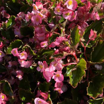 Begonia Hula™ 'Pink' (273336)