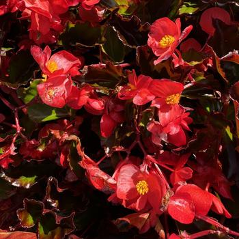 Begonia 'Red' 