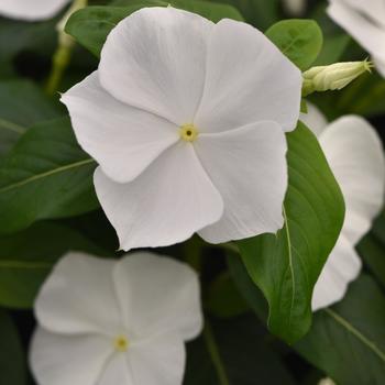 Catharanthus roseus