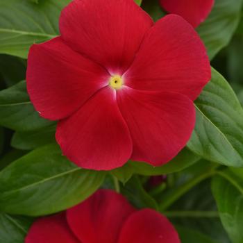 Catharanthus roseus