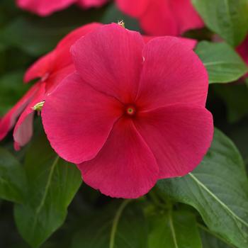 Catharanthus roseus