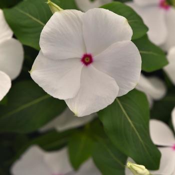 Catharanthus roseus