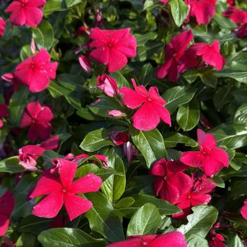 Catharanthus roseus Titan-ium™ '' (273342)