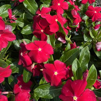 Catharanthus roseus Titan-ium™ '' (273343)