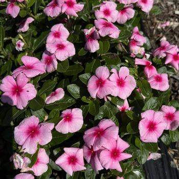 Catharanthus roseus