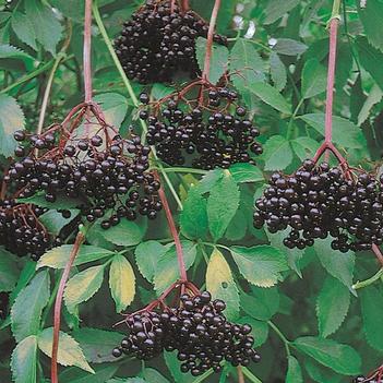 Sambucus canadensis 'Nova' 