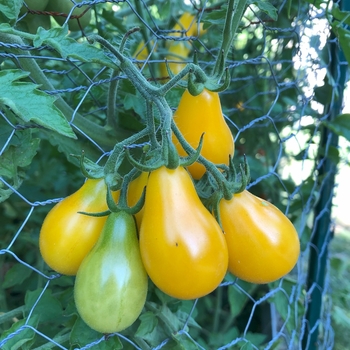 Lycopersicon esculentum 'Yellow Pear' 