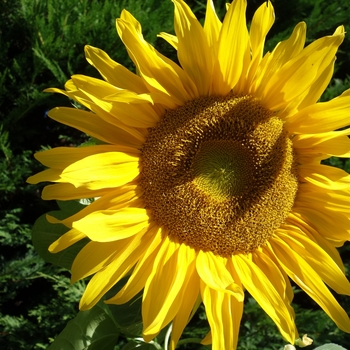 Helianthus debilis