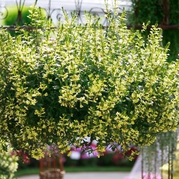 Scaevola 'Suntastic Yellow' 