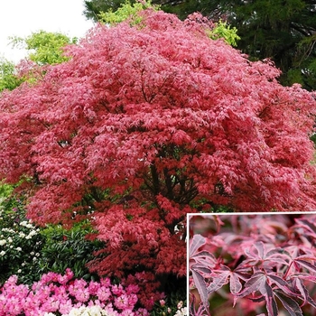 Acer palmatum 'Gwen's Rose Delight' 