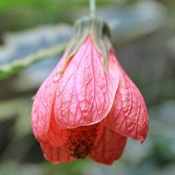 Abutilon 'Souvenir de Bonn' 