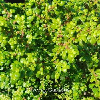 Pilea microphylla