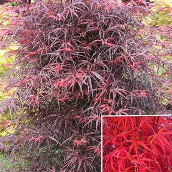 Acer palmatum f. linearilobum 'Hubb's Red Willow' 