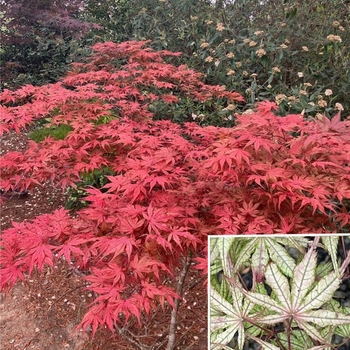 Acer palmatum 'Olsens Frosted Strawberry' 