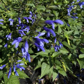 Salvia 'Salgoon Lake Como' 