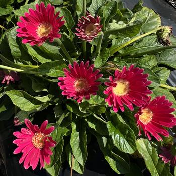 Gerbera 'Cheeky Hot Pink' 