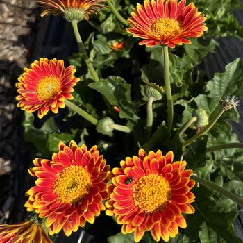 Gerbera Garvinea® 'Sweet Blaze' (273477)