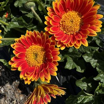 Gerbera Garvinea® 'Sweet Blaze' (273478)