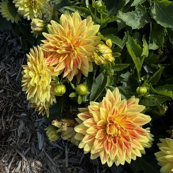 Dahlia Hypnotica® 'Candy Corn' (273479)