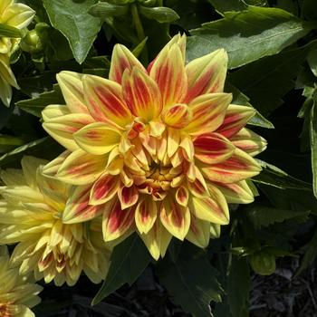 Dahlia Hypnotica® 'Candy Corn' (273480)