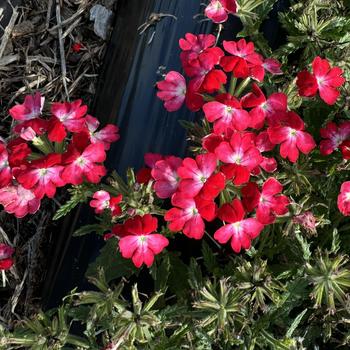 Verbena 'Wicked Rad Red' 