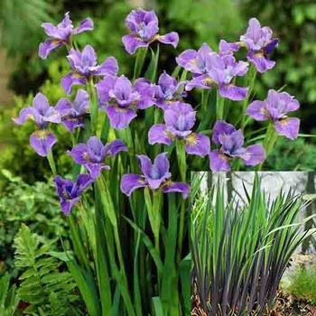 Iris versicolor 'Purple Flame' 