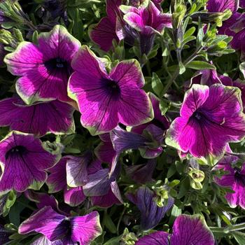 Petunia 'Tea Purple Green Edge' 