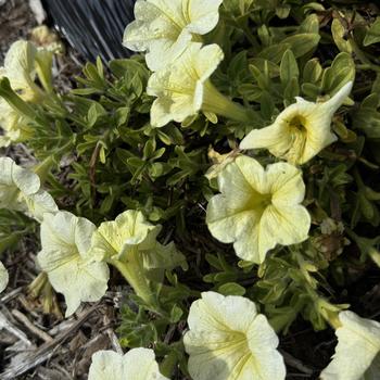 Petunia 'Tea Yellow' 