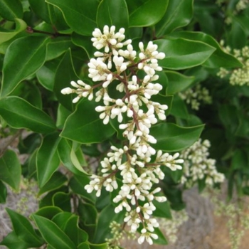 Ligustrum japonicum 'Recurvifolium' 