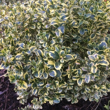 Buxus sinica var. insularis 'Sunburst' 