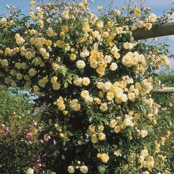 Rosa banksiae 'Lutea' 