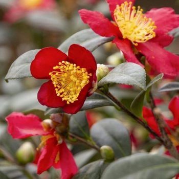 Camellia sasanqua 'Yuletide' 