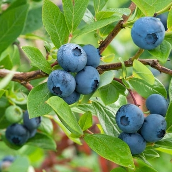 Vaccinium ashei 'Powder Blue' 