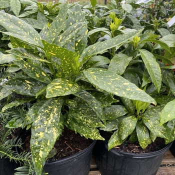 Aucuba japonica 'Variegata' 