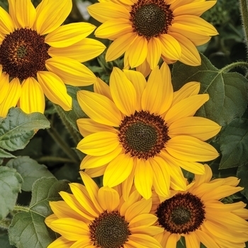 Helianthus annuus