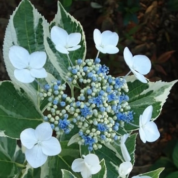 Hydrangea macrophylla 'Mariesii' 