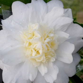 Camellia 'Winter's Snowman' 