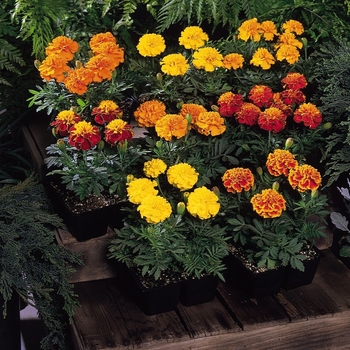 Tagetes 