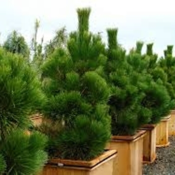 Picea thunbergii 'Thunderhead' 