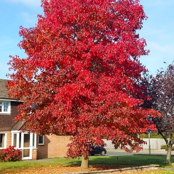 Liquidambar styraciflua 'Worplesdon' 