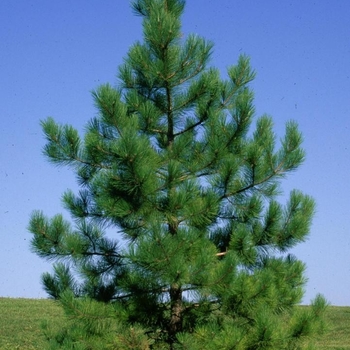 Pinus densiflora