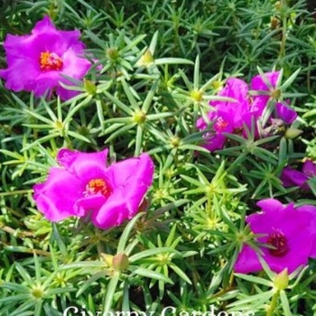 Portulaca oleracea