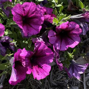 Petunia 'Tea Magenta Vein' 