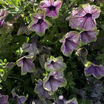 Petunia 'Tea Purple Vein Green Edge' 