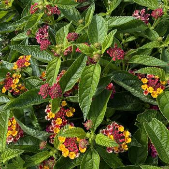 Lantana camara 'Tropic Tamarillo' 